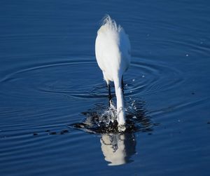 Egret in lake