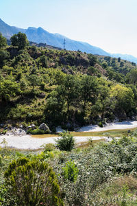 Scenic view of river amidst trees against sky