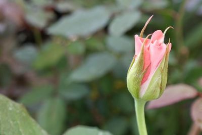 Close-up of pink flowers