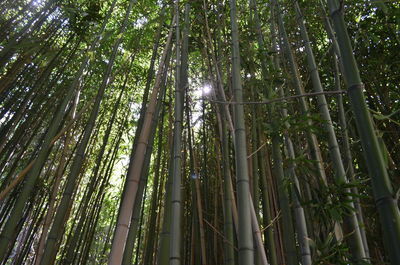 Low angle view of bamboo trees in forest