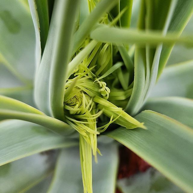 CLOSE-UP OF PLANT GROWING ON PLANT