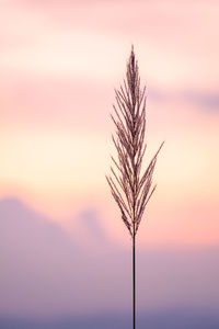 Close-up of silhouette plant against orange sky