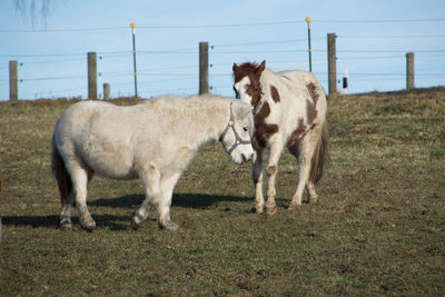 Horses standing in a field