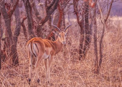 Antilope in africa 