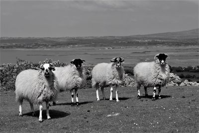 Sheep standing against sky