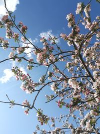 Low angle view of cherry blossoms against blue sky