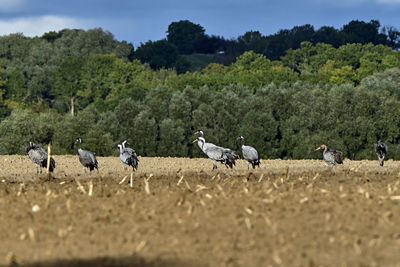 Horses in a field