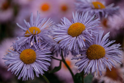 Close-up of purple flowering plants
