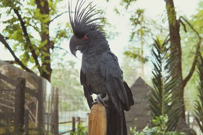 Low angle view of eagle perching on wooden post