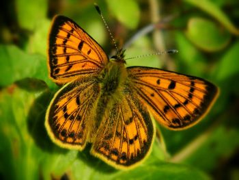 Close-up of butterfly on plant