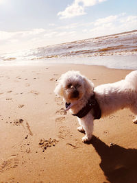 View of dog on beach