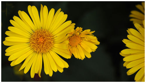 Close-up of yellow sunflower