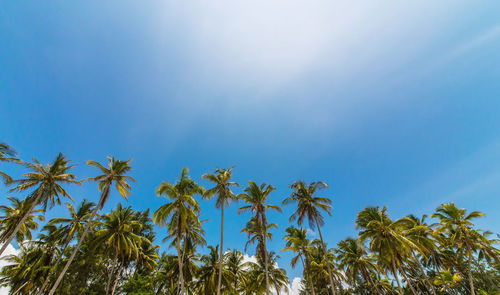 Low angle view of coconut palm trees against blue sky