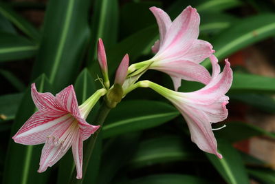 Close-up of pink flowers