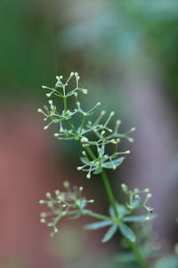 Close-up of flowering plant