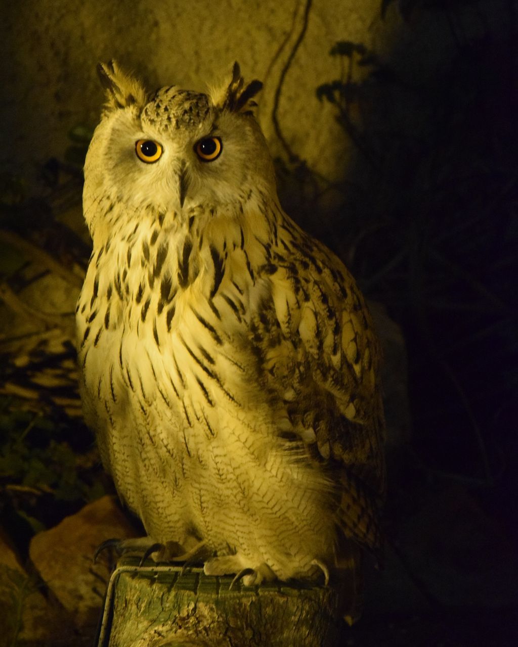 one animal, vertebrate, animal wildlife, bird, animals in the wild, close-up, no people, perching, focus on foreground, owl, tree, portrait, bird of prey, looking at camera, nature, looking, animal eye