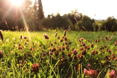 Plants growing on field