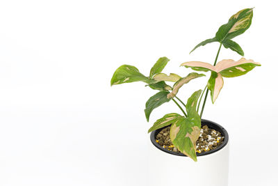 Close-up of potted plant against white background