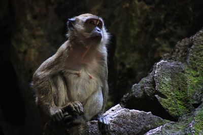 Monkey sitting on rocks in a cave