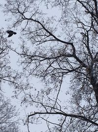 Low angle view of bare tree against clear sky