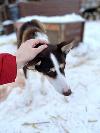 Close-up of dog on snow