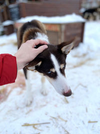 Snow dog hind schnee hand husky eyes nose warm cold winter house kalt frozen love animal wildlife  