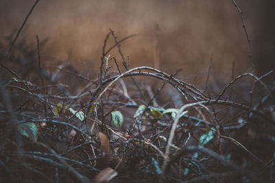 Close-up of bare plants