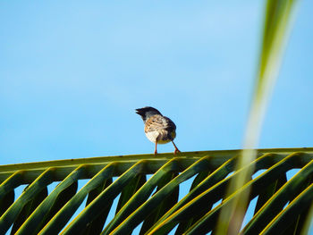 Low angle view of bird perching on plant against sky