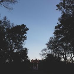 Trees against blue sky