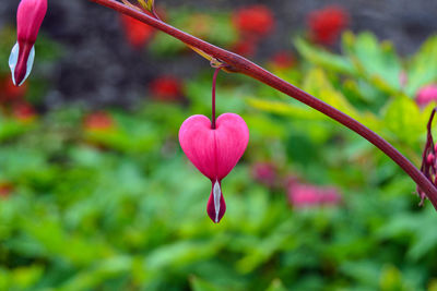 Close-up of pink flowers blooming outdoors