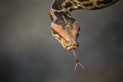 Close-up of lizard