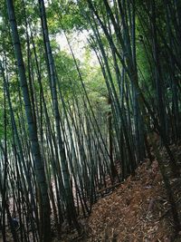 Bamboo trees in forest