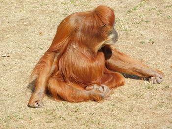 Monkey sitting on a field