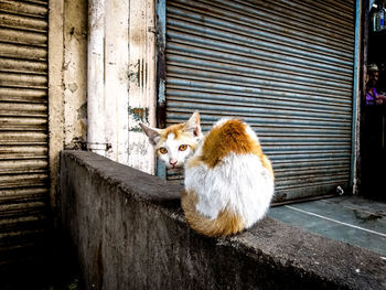 Portrait of cat sitting on door