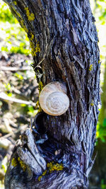 Close-up of snail on tree trunk