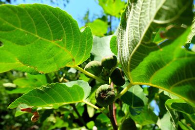 Close-up of leaves