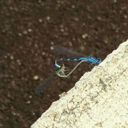 Close-up of damselfly perching on leaf