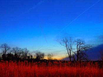 Scenic view of field against blue sky at sunset