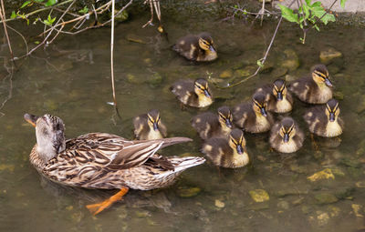 Ducks in a lake