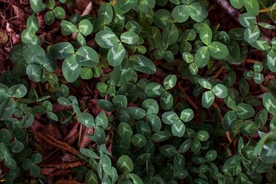 Full frame shot of raindrops on plant