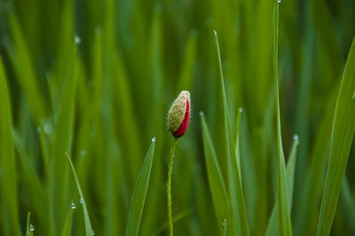 Close-up of bud growing outdoors