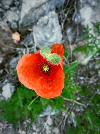 Close-up of red poppy blooming outdoors