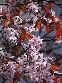 Close-up of cherry blossoms in spring