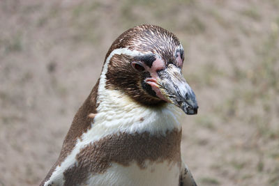 Close-up of a bird