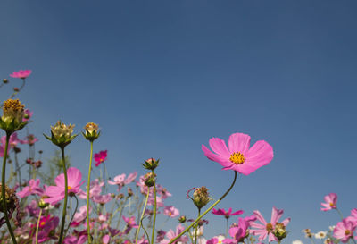 Low angle view of pink cosmos flowers against clear sky