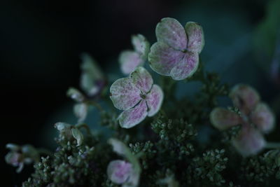 Close-up of pink flowers blooming outdoors