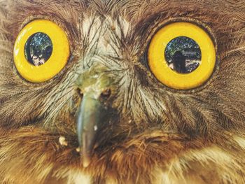 Close-up portrait of an animal