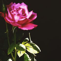 Close-up of pink rose over black background