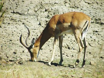 Deer grazing in a field