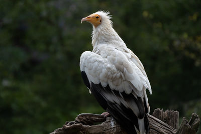 Close-up of eagle perching on wooden post